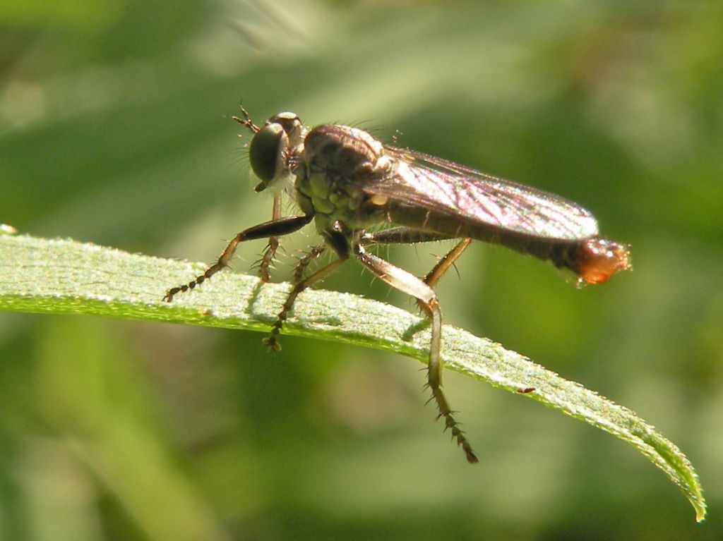 Piccolo Asilidae